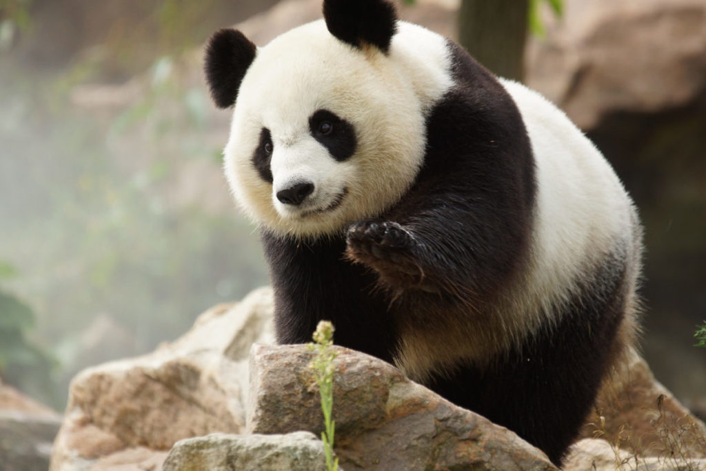 Pas De Bebe Panda Au Zoo Parc De Beauval Le Petit Solognot